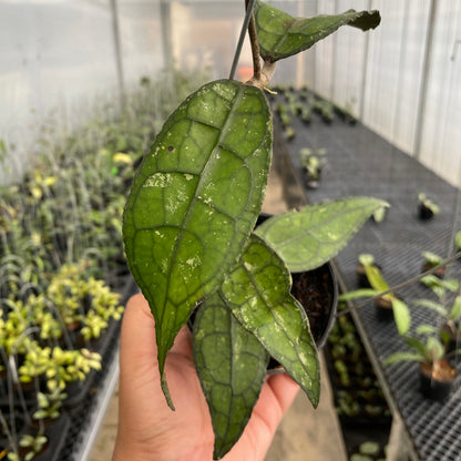 RP69-5 Hoya Clemensiorum SP Borneo