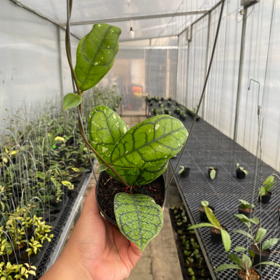 RP70-5 Hoya Callistophylla Venna