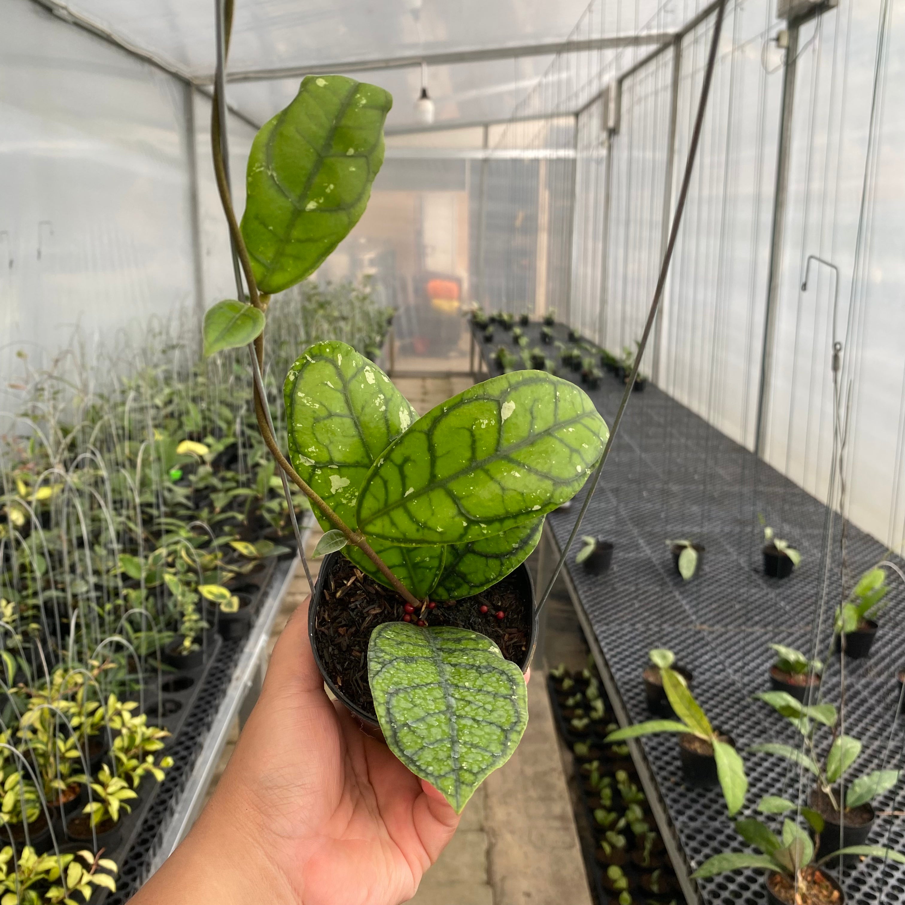 RP70-5 Hoya Callistophylla Venna