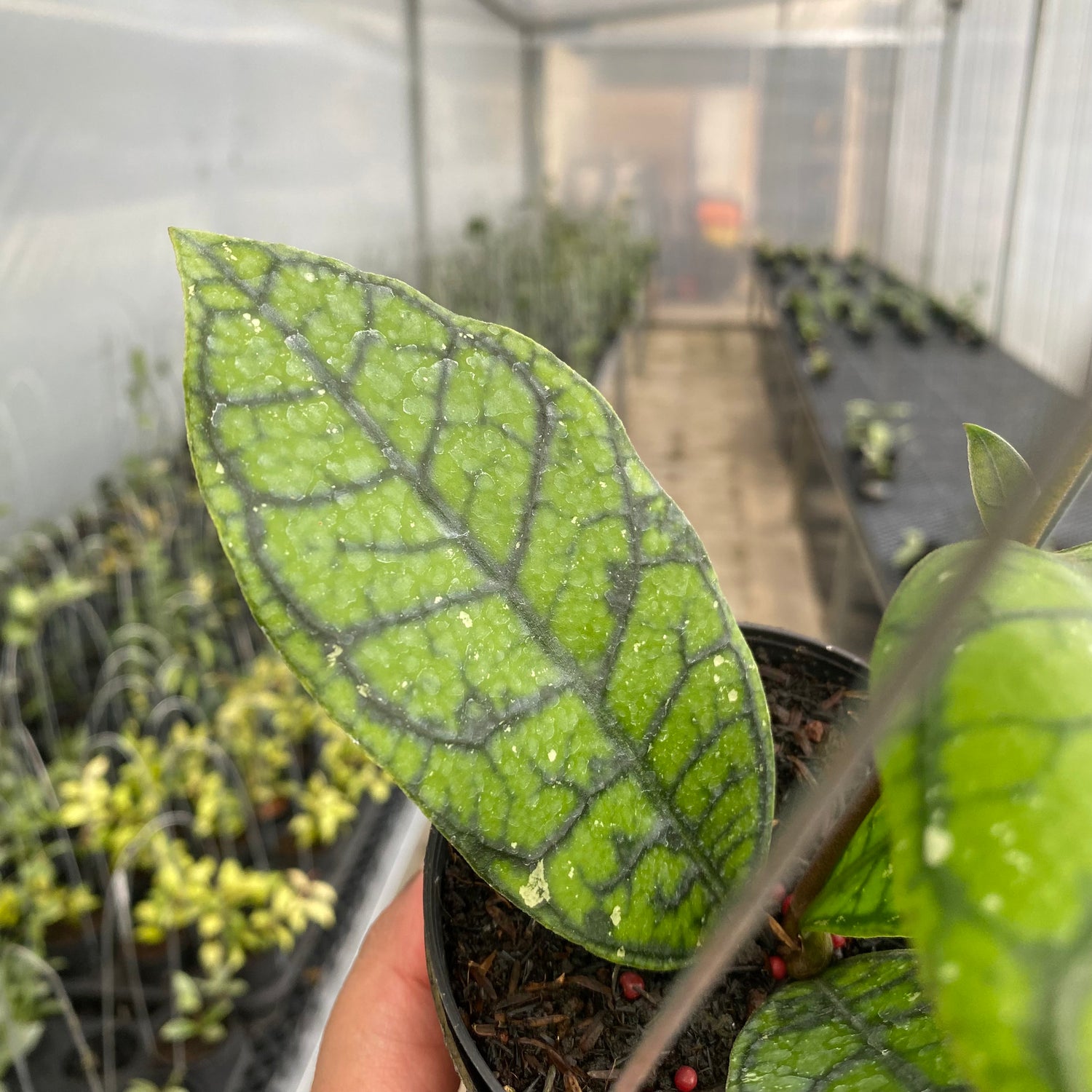 RP70-5 Hoya Callistophylla Venna