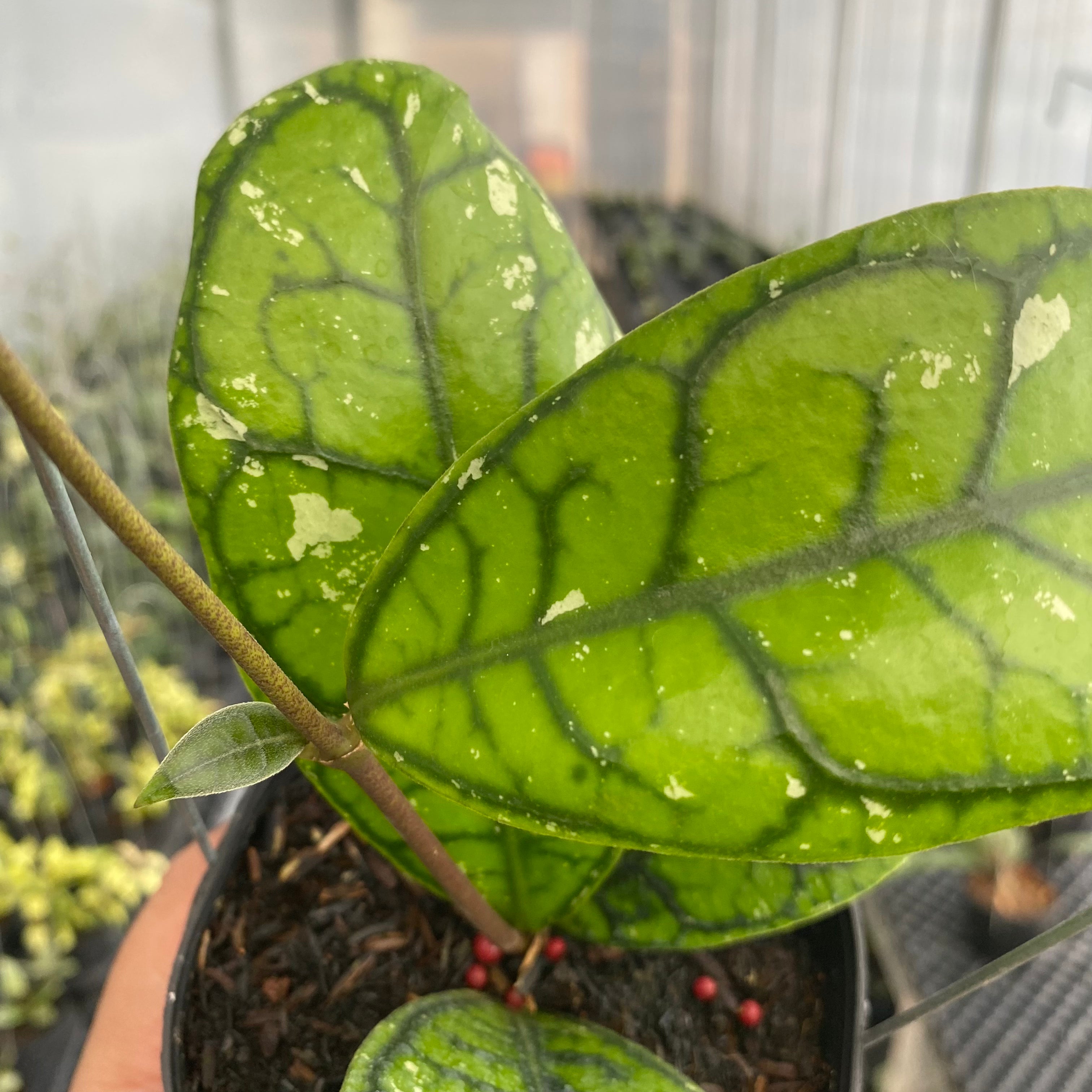 RP70-5 Hoya Callistophylla Venna