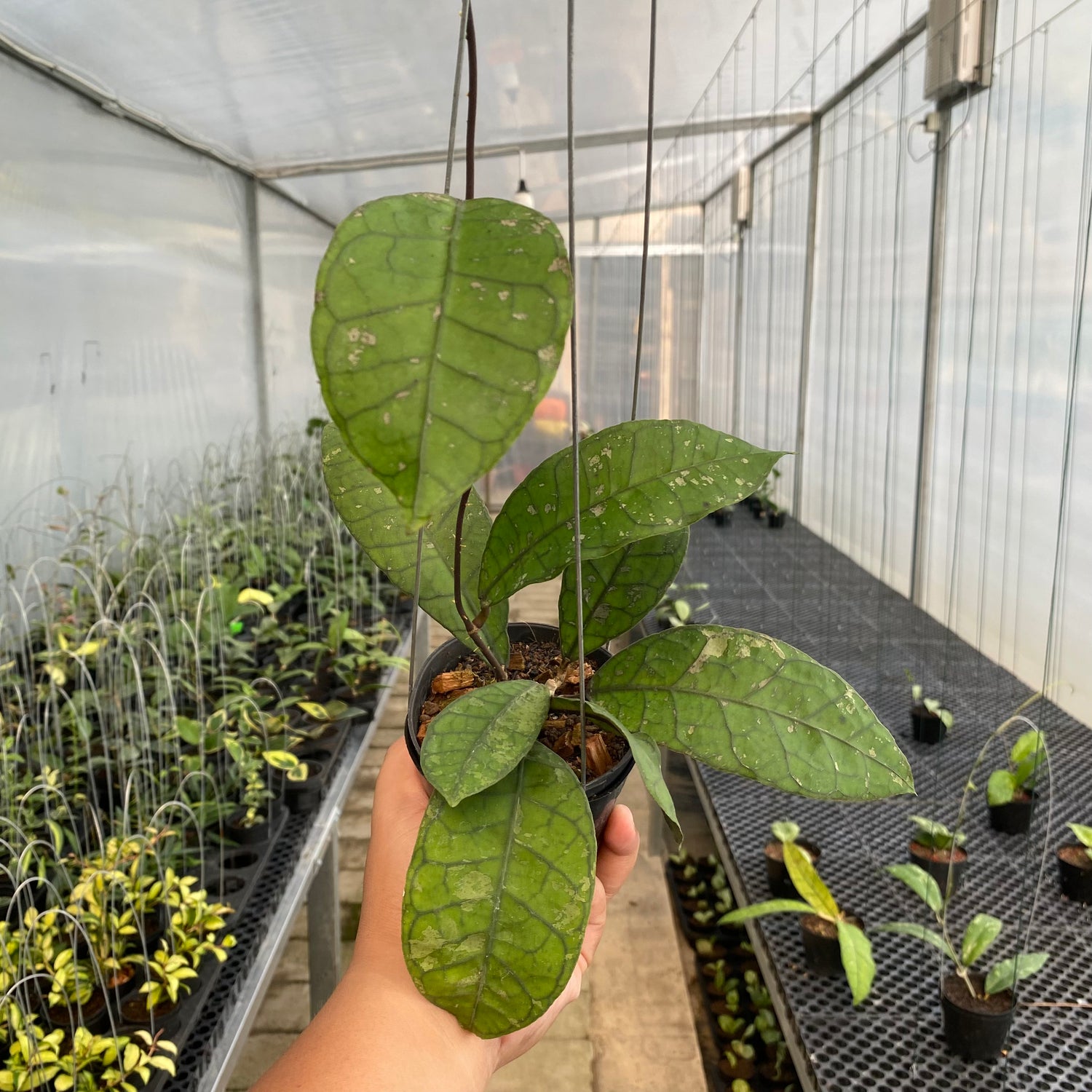RP71-5 Hoya Finlaysonii