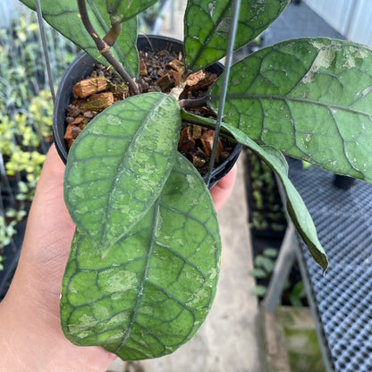 RP71-5 Hoya Finlaysonii