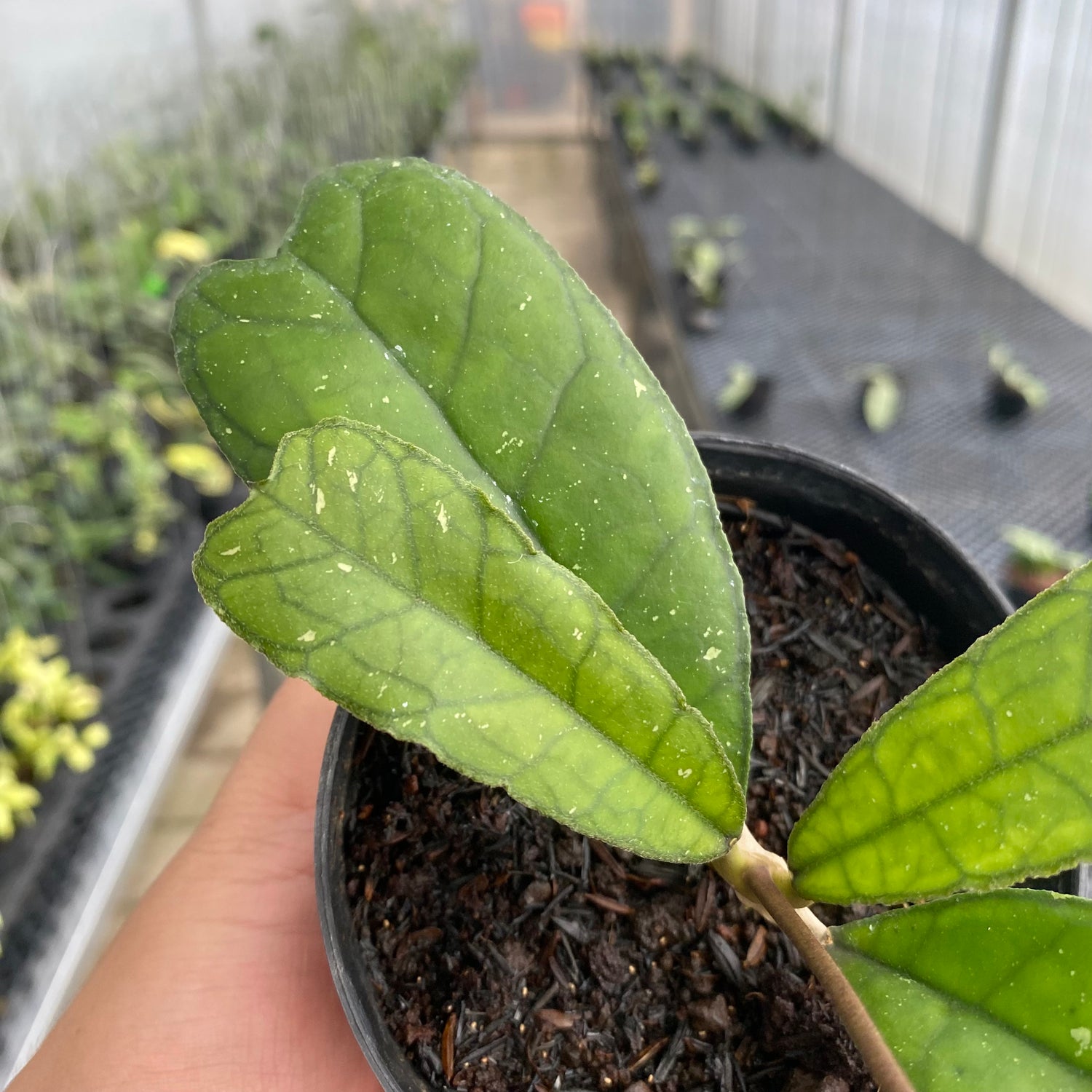 RP73-5 Hoya SP Aceh AFF Deykeae