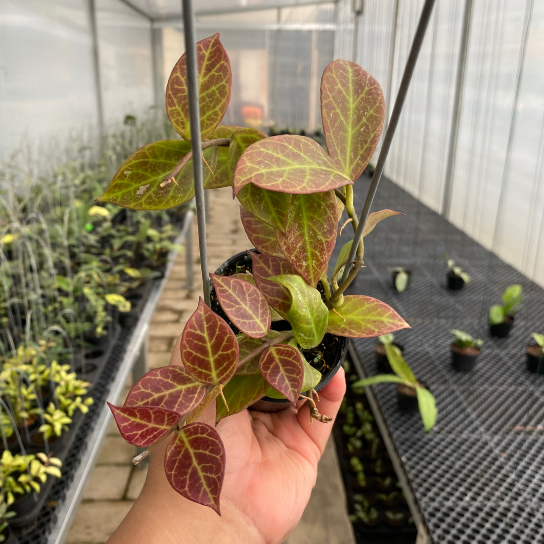 RP74-5 Hoya Sunrise