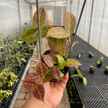 RP74-5 Hoya Sunrise