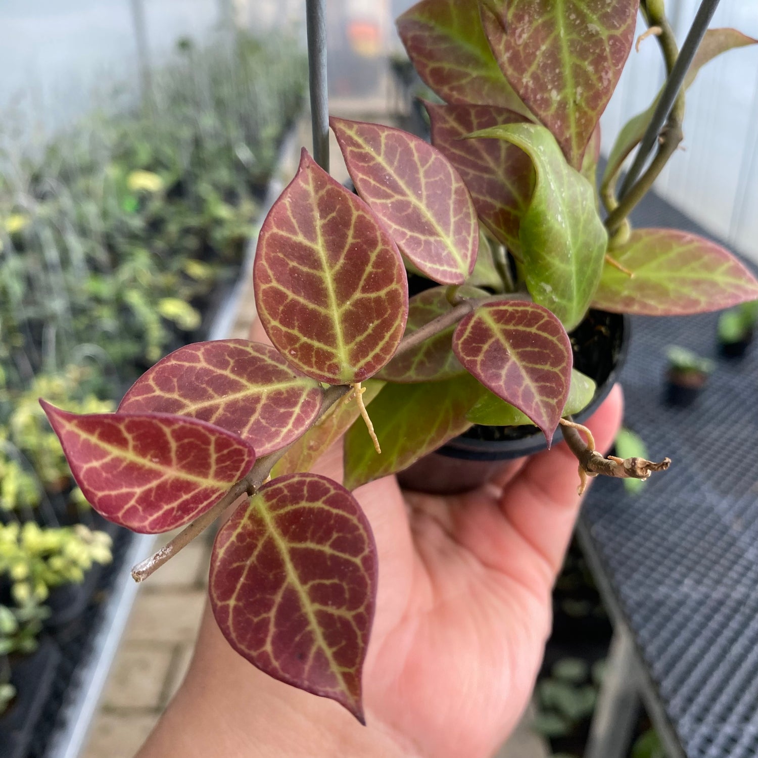 RP74-5 Hoya Sunrise