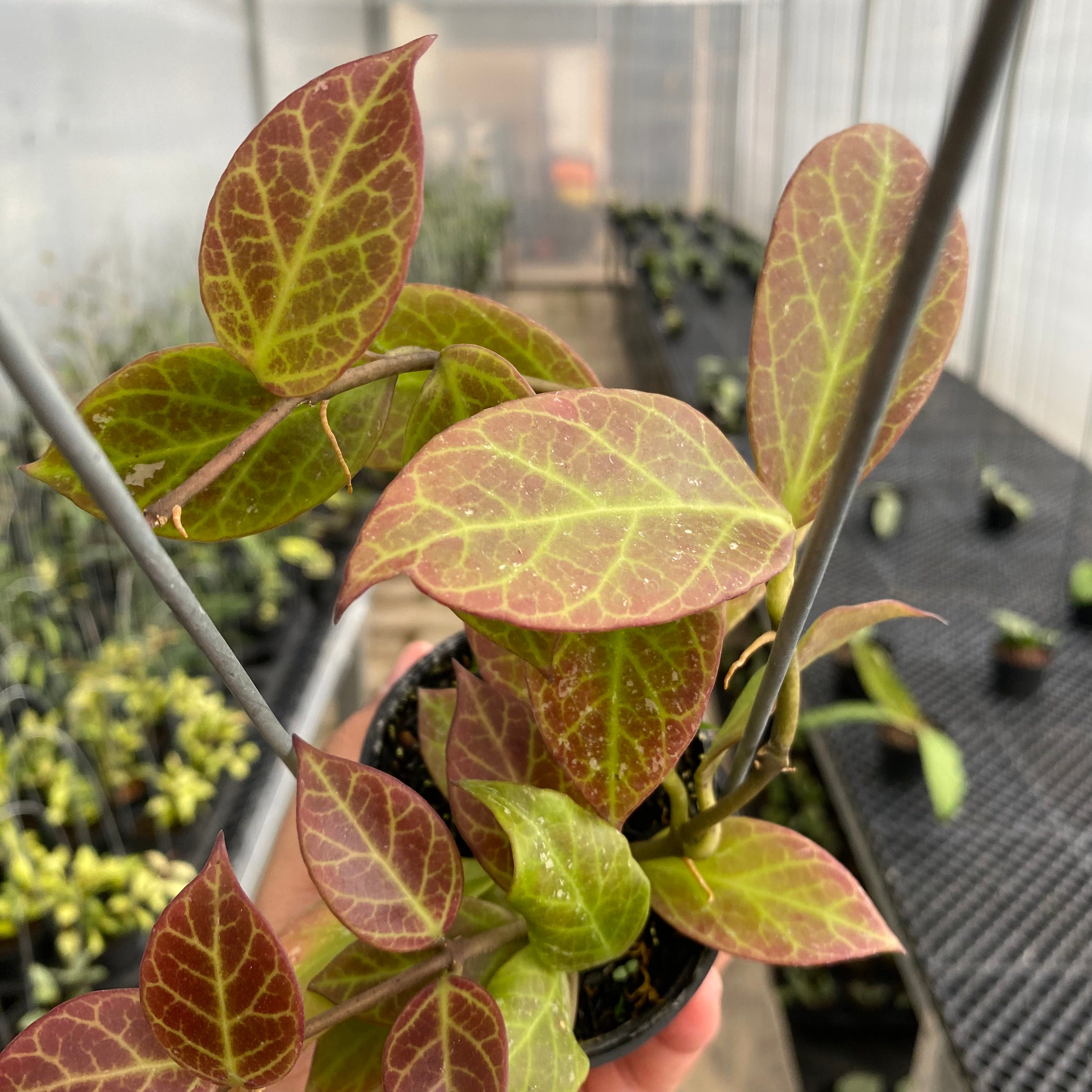 RP74-5 Hoya Sunrise