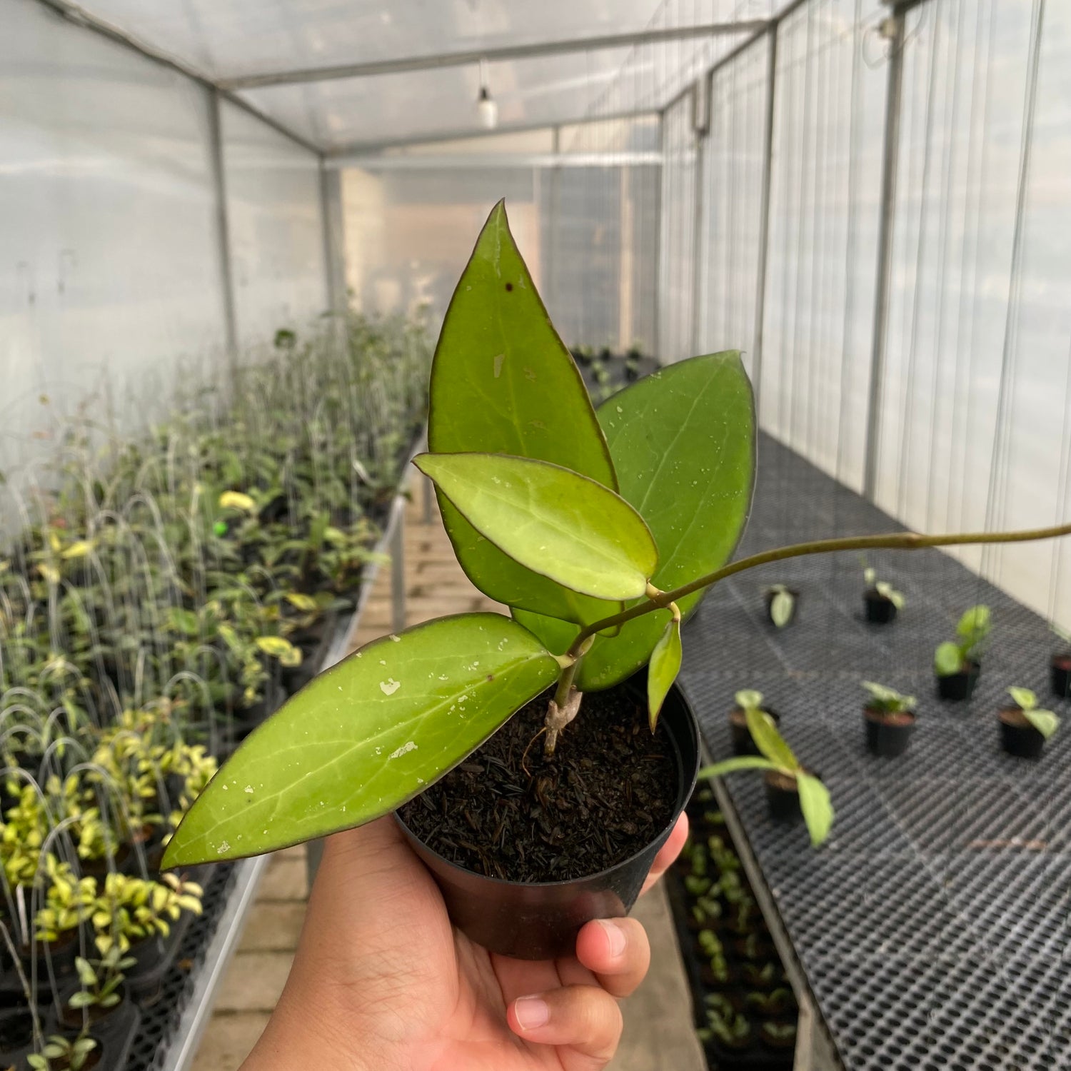 RP75-5 Hoya Vitellina Black Margin