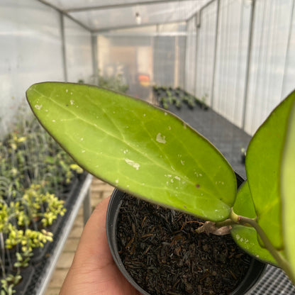 RP75-5 Hoya Vitellina Black Margin