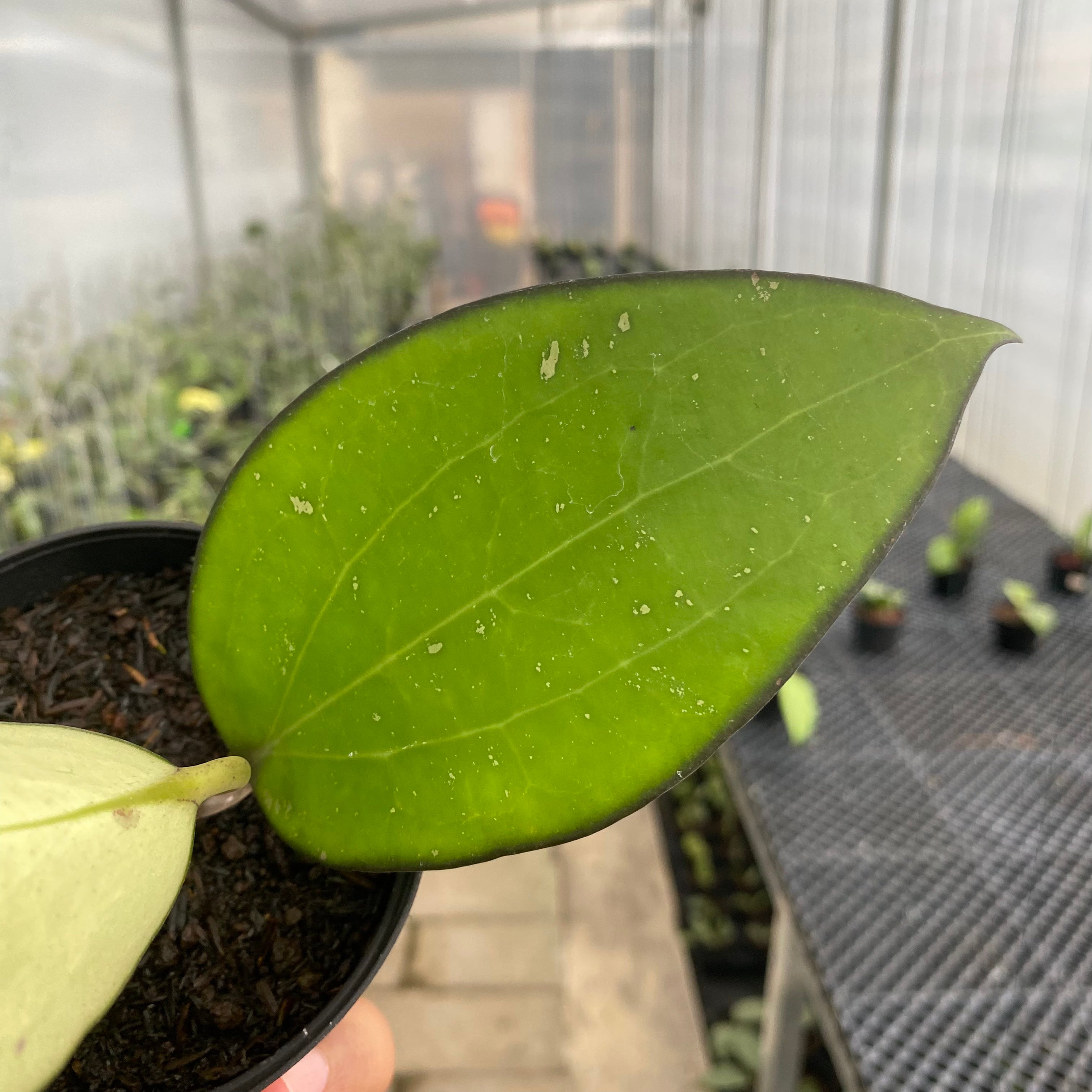 RP75-5 Hoya Vitellina Black Margin