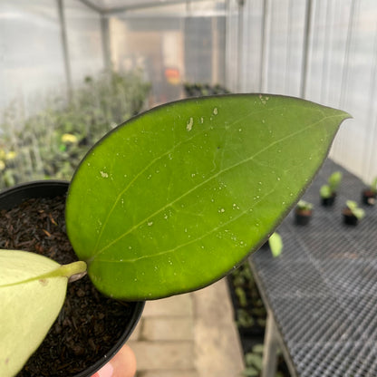 RP75-5 Hoya Vitellina Black Margin