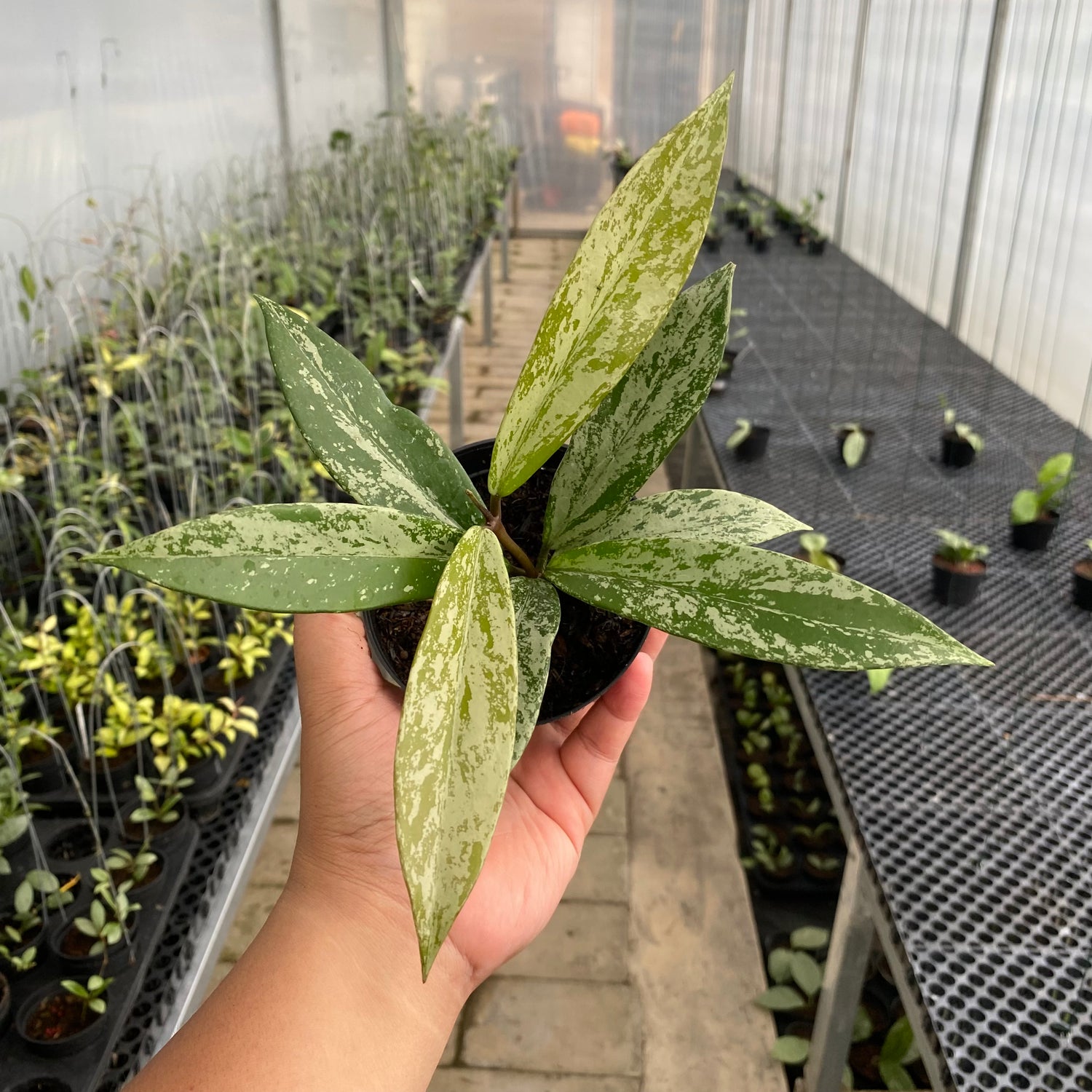 RP76-5 Hoya Pubicalyx High Splash