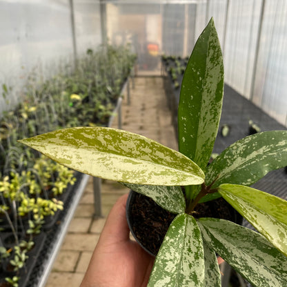 RP76-5 Hoya Pubicalyx High Splash