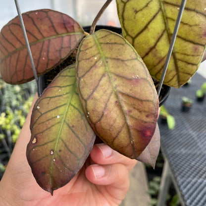RP77-5 Hoya SP Gunung Gading