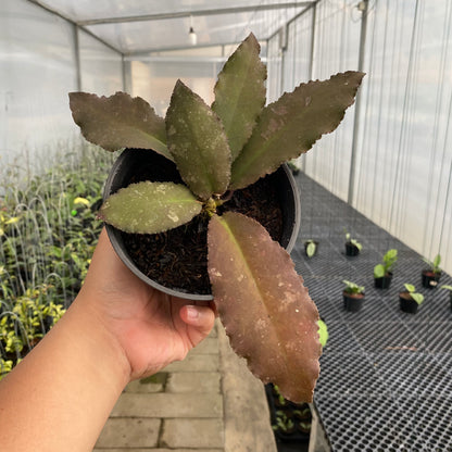 RP78-5 Hoya Undulata Red