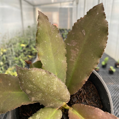 RP78-5 Hoya Undulata Red