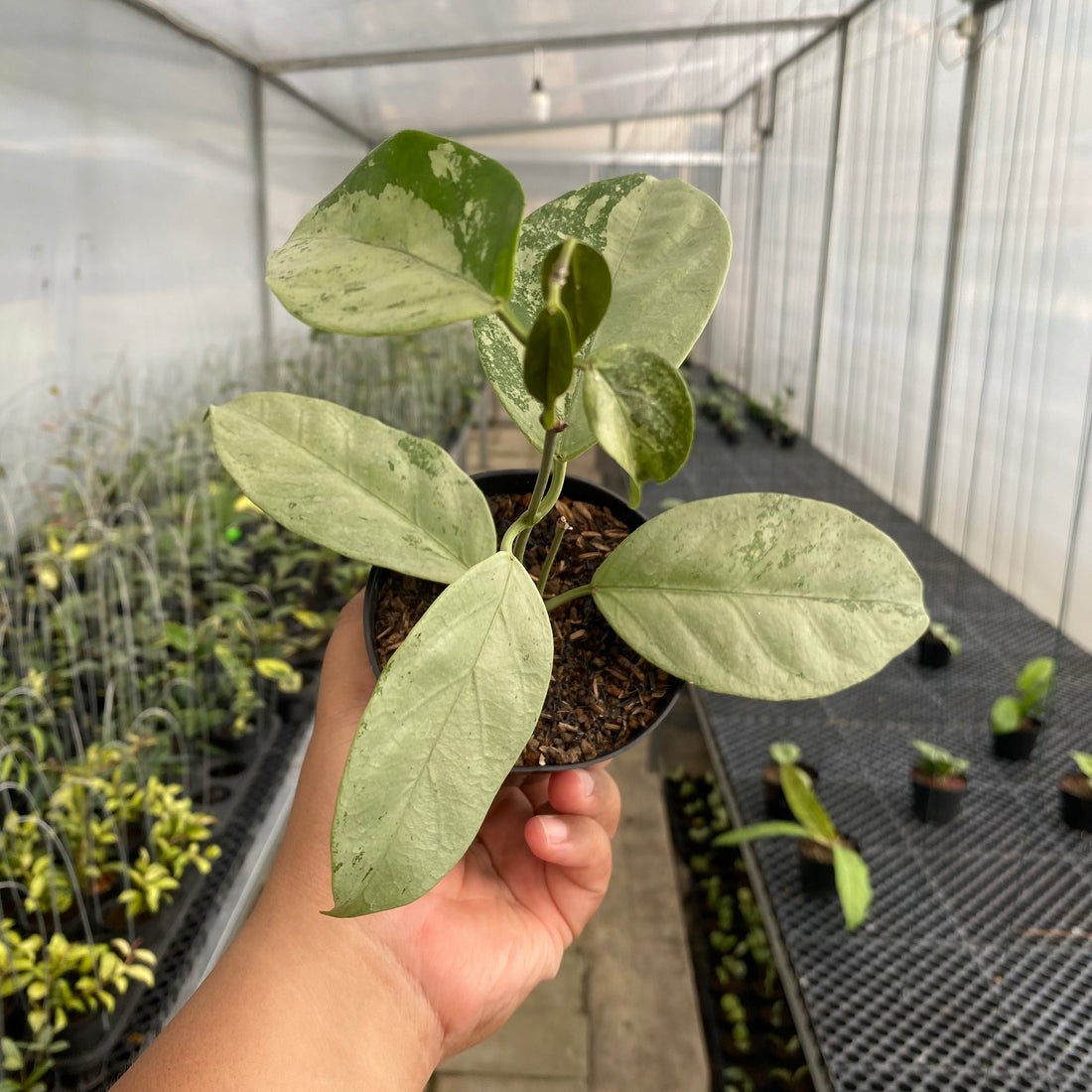 RP79-5 Hoya Coriacea Silver