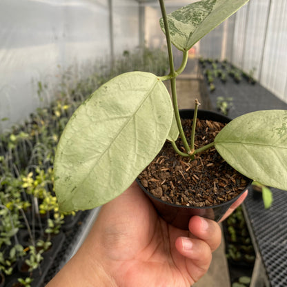 RP79-5 Hoya Coriacea Silver