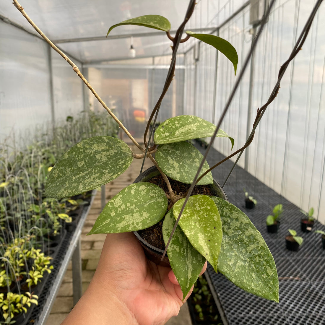 RP80-5 Hoya Verticillata Nganjuk Splash