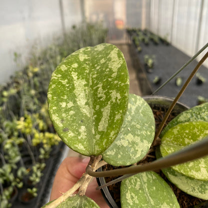RP80-5 Hoya Verticillata Nganjuk Splash