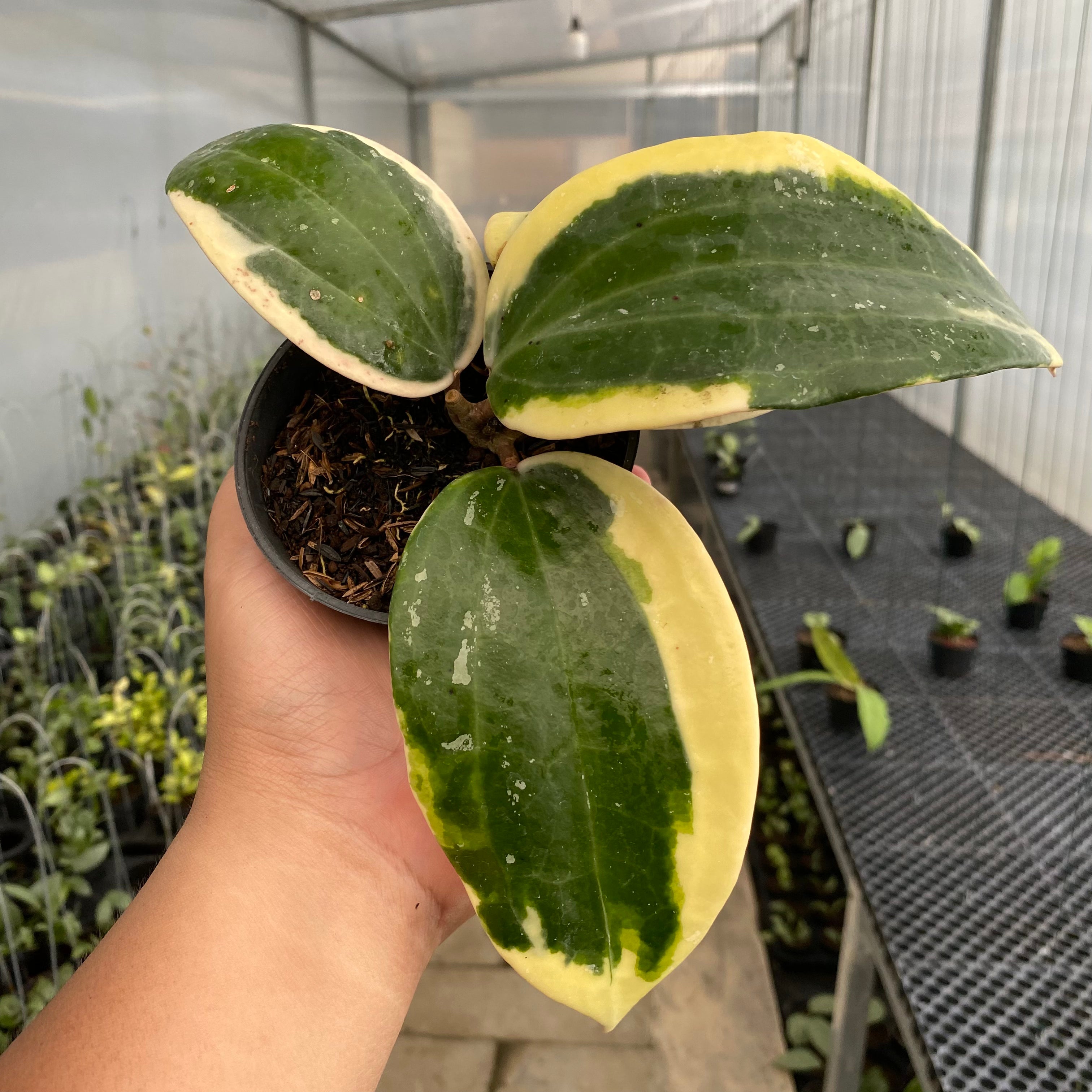 RP81-5 Hoya Latifolia Roundleaf Albomarginata
