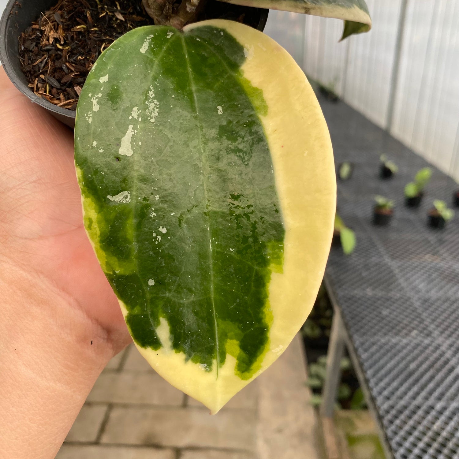 RP81-5 Hoya Latifolia Roundleaf Albomarginata