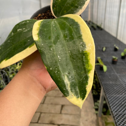 RP81-5 Hoya Latifolia Roundleaf Albomarginata