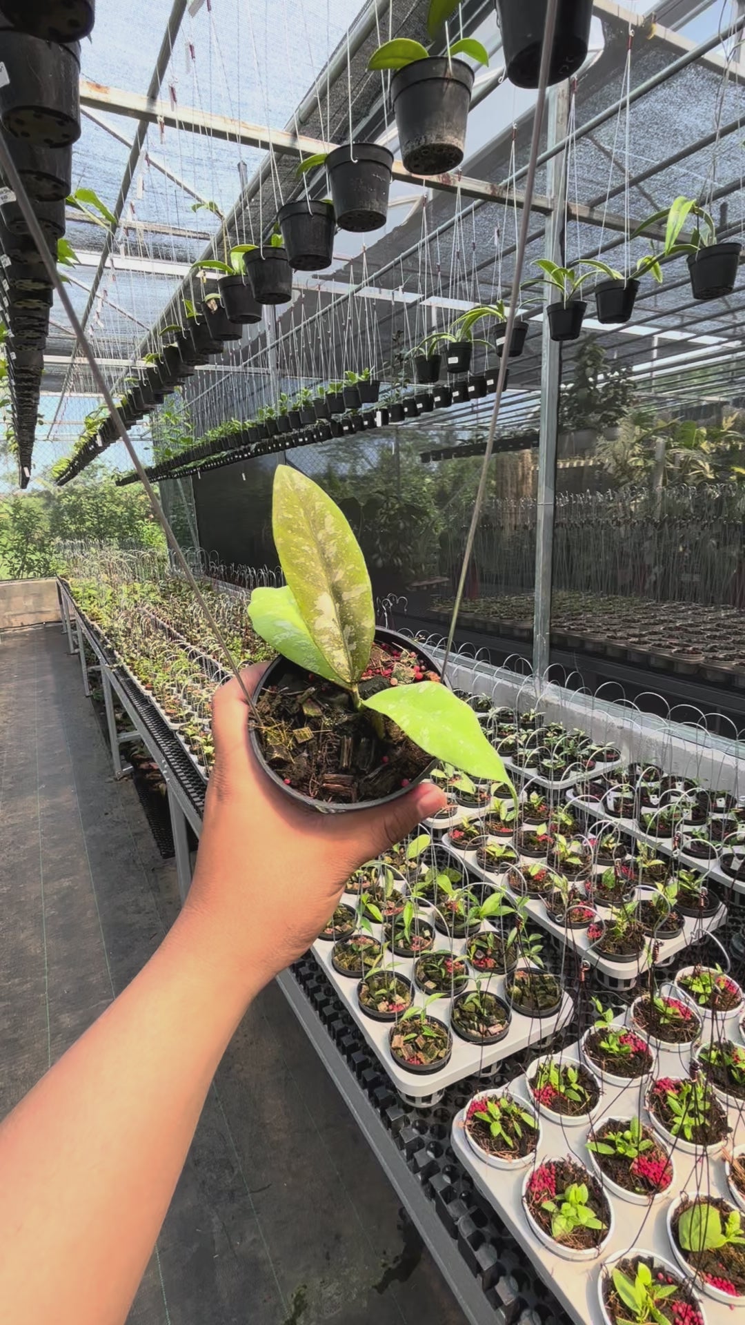 Hoya Kaikoeana &quot;VN-181&quot;