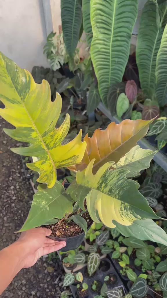RP102-6	Philodendron Caramel Marble Variegated Mature Size