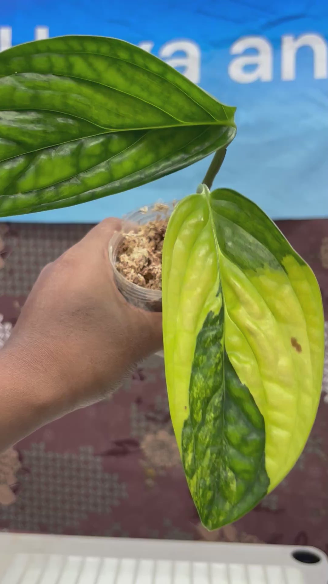 A503 Monstera Karstenianum Variegated