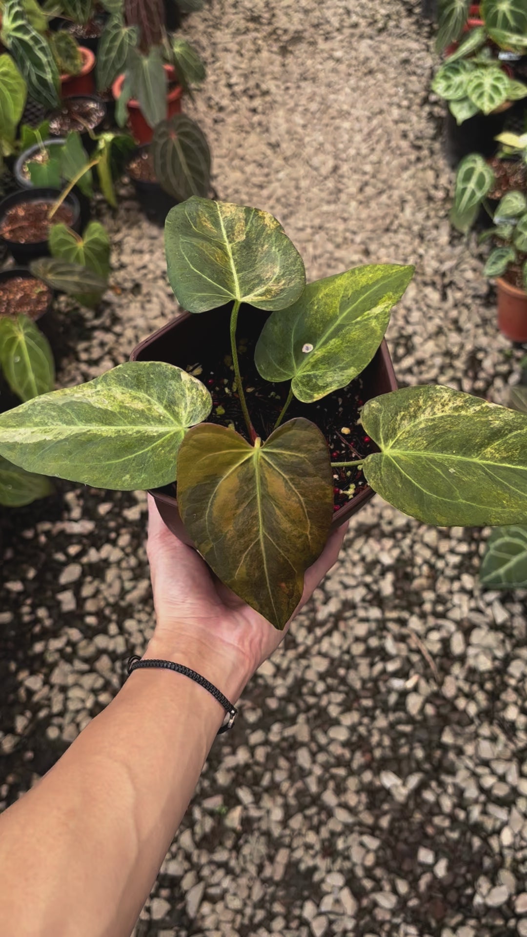 Anthurium Papilillaminum x (Papi x Red Crystal)