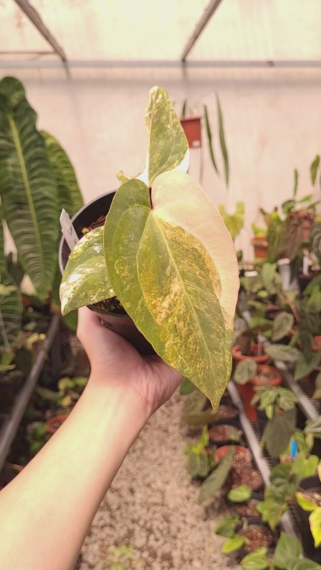 Anthurium Papilillaminum Variegated x AOS Tezula