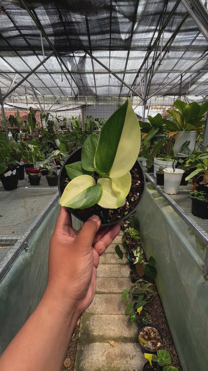 Scindapsus Moonlight Albo Variegated
