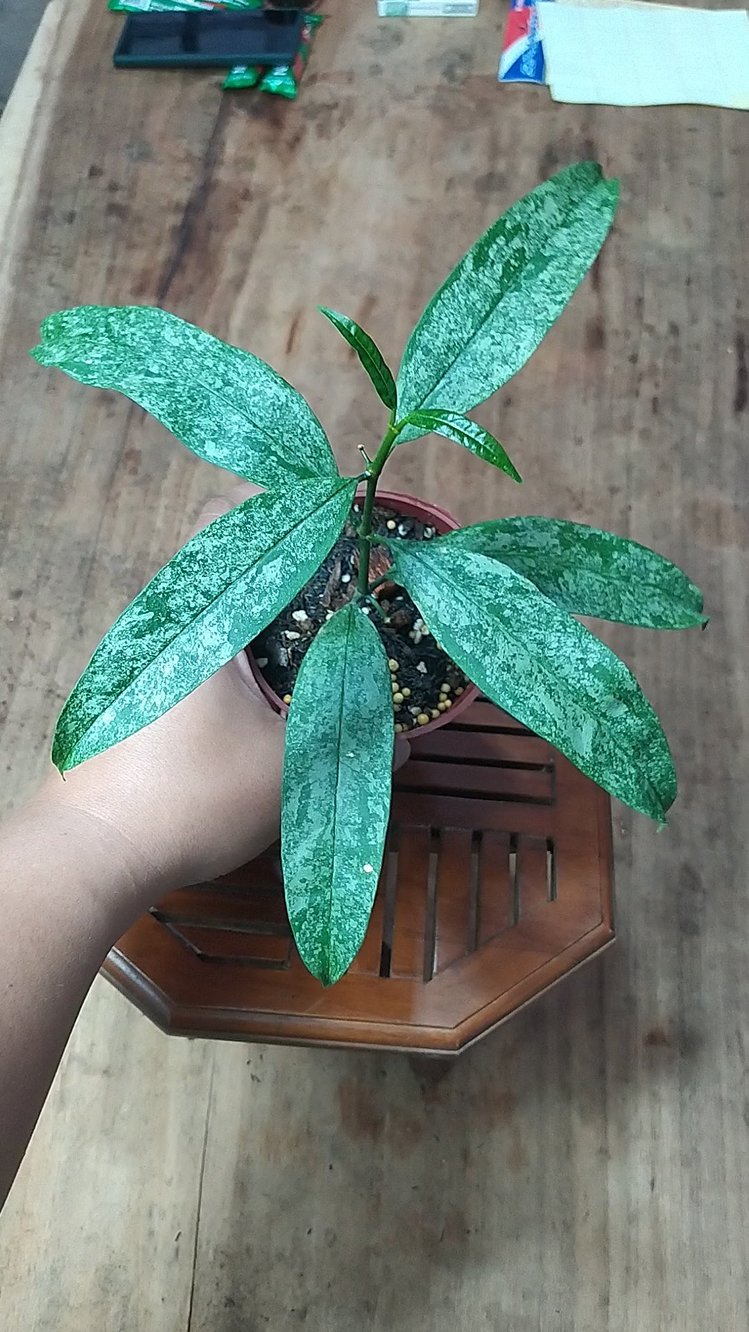 Hoya Multiflora Silver West Java