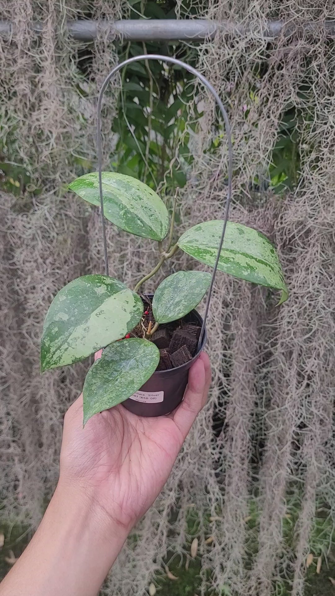 Hoya Verticillata Silver VN-687 (KSB-08)