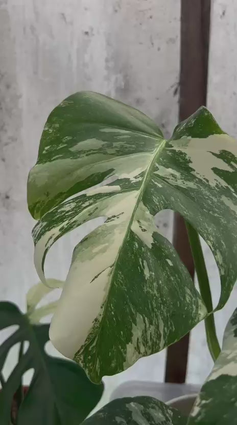 RP87-5 Monstera Albo White Tiger