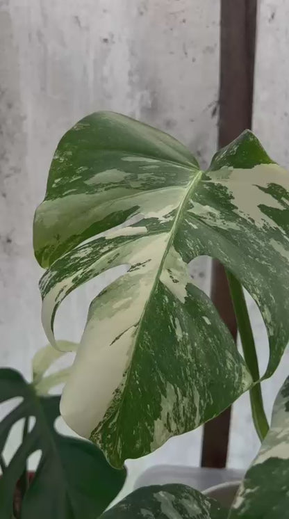 RP87-5 Monstera Albo White Tiger