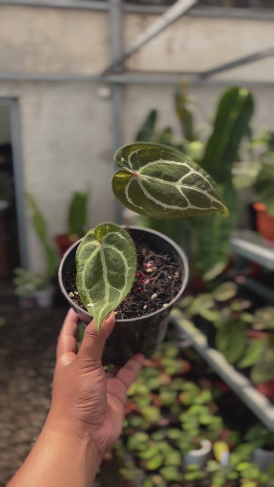 Anthurium Forgetii Red Dot