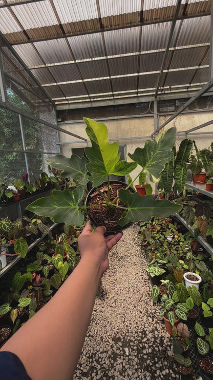 Thaumatophyllum Williamsii