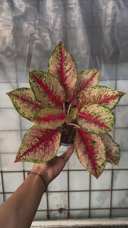Aglaonema Sweet Dream