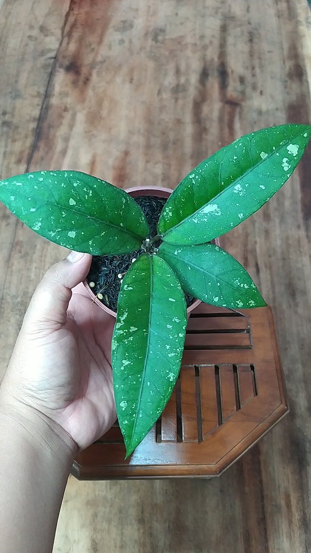 Hoya SP Blangkejeren