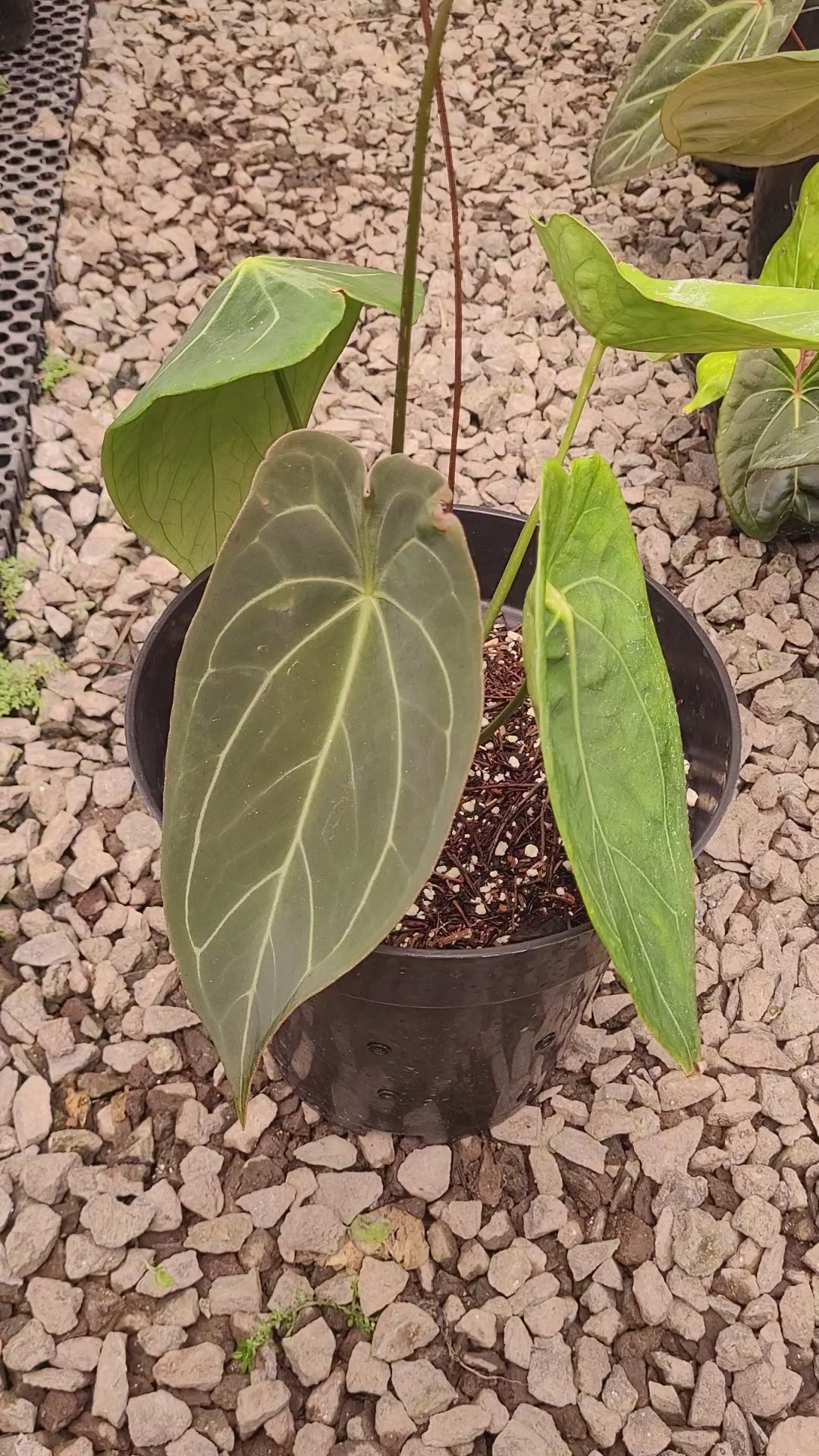 Anthurium Forgetii Hybrid