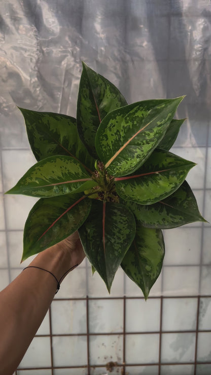Aglaonema Green Javana