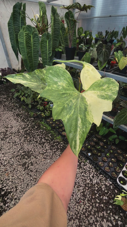 Anthurium Pterodactyl Variegated Mature Size
