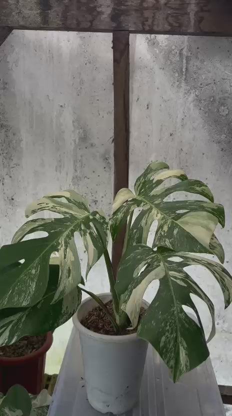 RP83-5	Monstera Albo Variegated