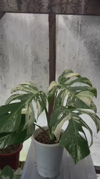 RP83-5	Monstera Albo Variegated