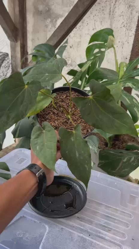 RP56-2 Anthurium Fortsherman Seedling