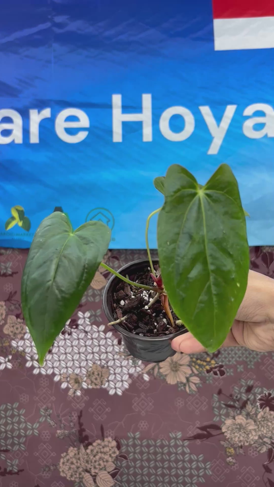 A02006 Anthurium Fortsherman Hybrid
