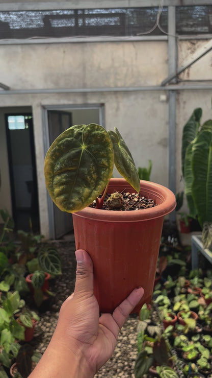 Anthurium Papillilaminum x Villenaorum